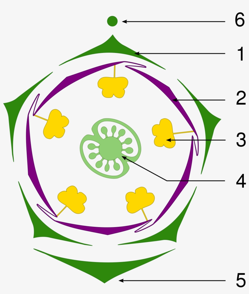 Open - Floral Diagram Of Petunia, transparent png download