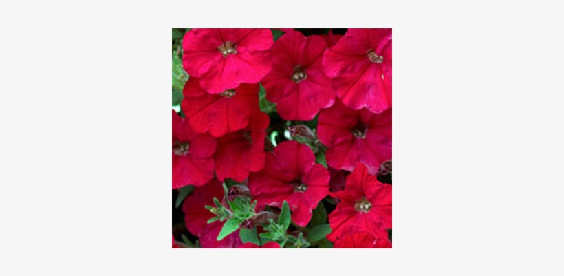 Petunia Sanguna Red Imp - Pétunia Retombant, transparent png download