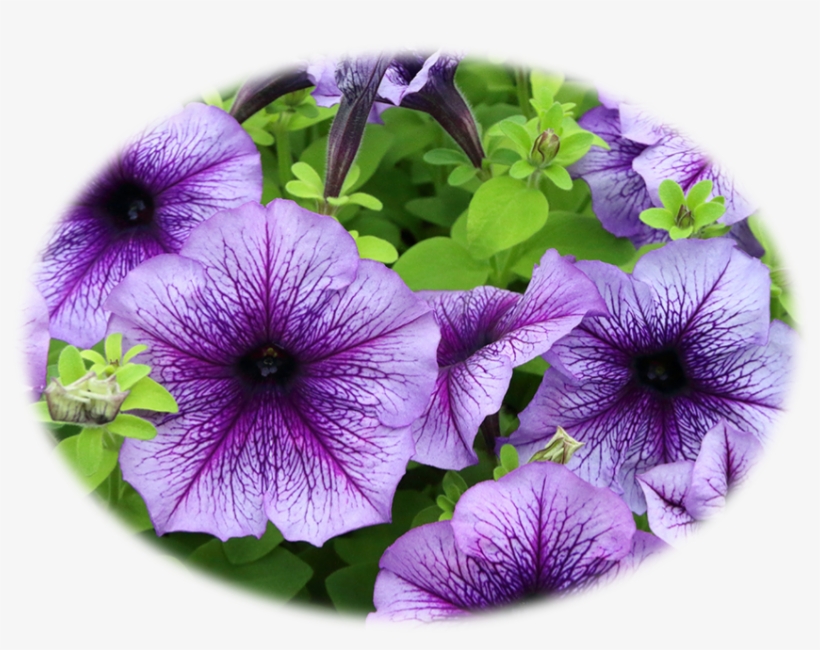 Flower That Represents Anger PNG Image Transparent PNG Free Download on SeekPNG