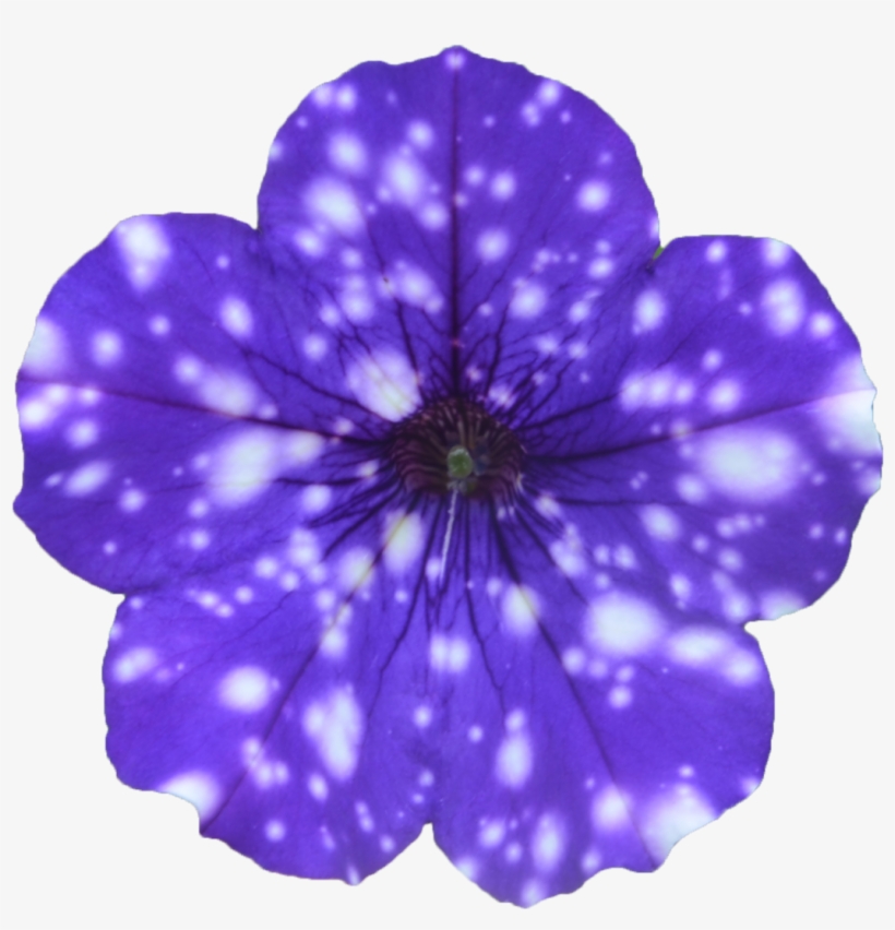 Mckenzie River Nursery, transparent png download