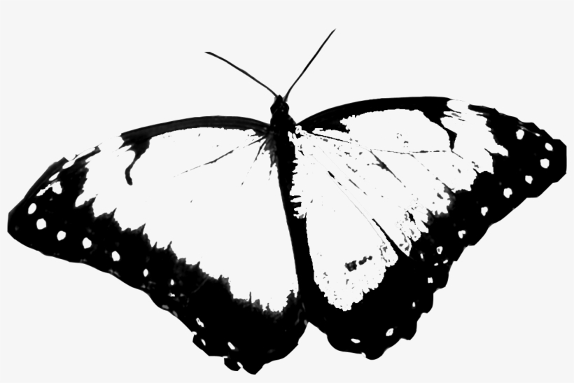 Hopeless Wanderer - Png Butterfly, transparent png download