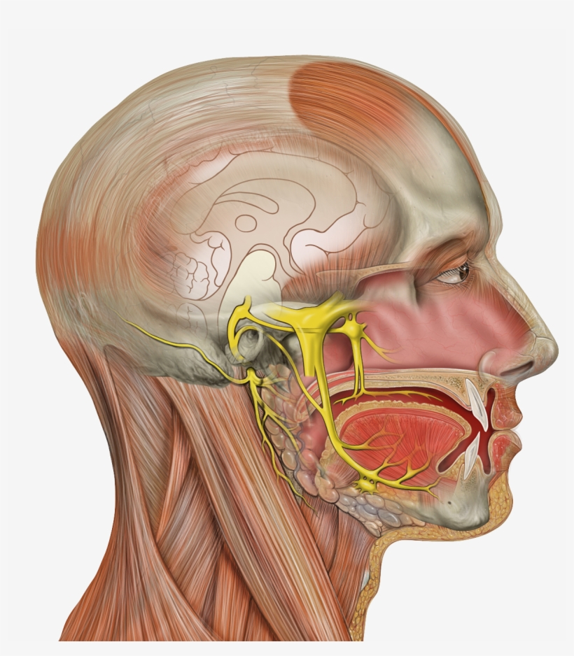 Head Deep Facial Trigeminal - Human Face Anatomy Png, transparent png download