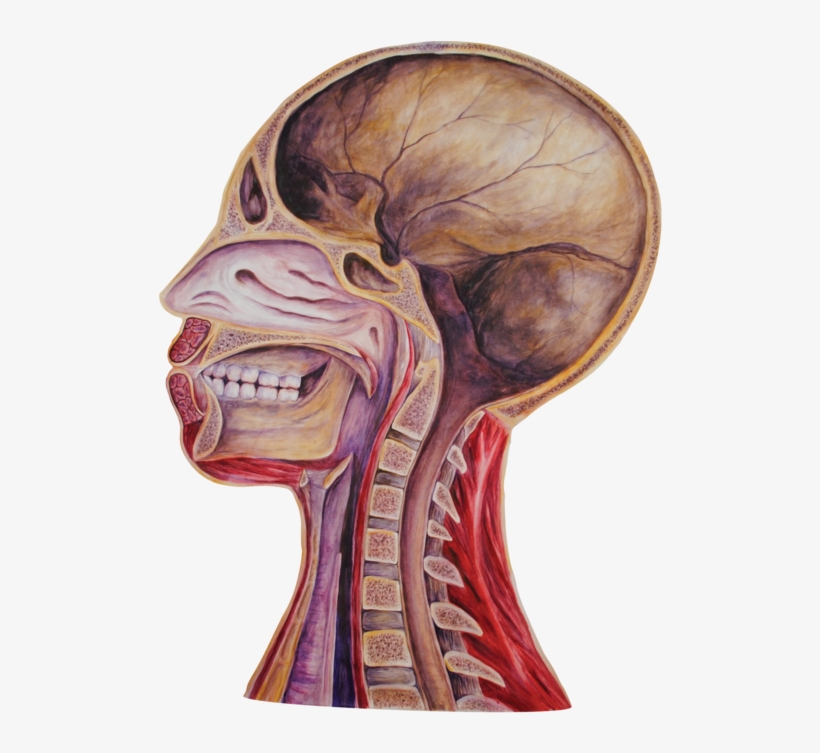 09 Heads Empty -01 - Portable Network Graphics, transparent png download