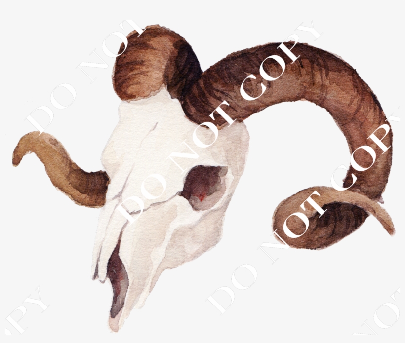 Goat Skull - 羊 頭骨, transparent png download