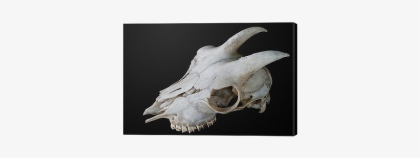 Dead Goat Skull, transparent png download