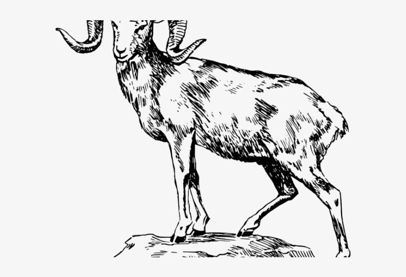 Bighorn Sheep Clipart Ram Skull Animal Standing On Rock Png Image Transparent Png Free Download On Seekpng