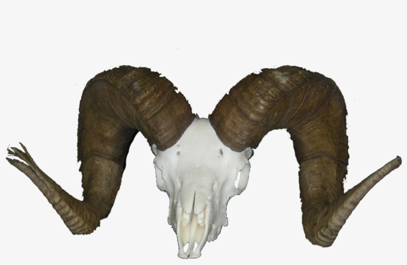 Watch Colorado Buck Kill His Awesome Ram And Complete - Bighorn Sheep Skull, transparent png download