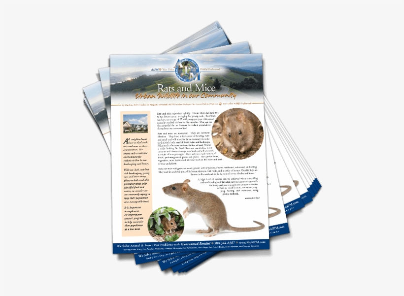 Downloadable Image - Rat, transparent png download