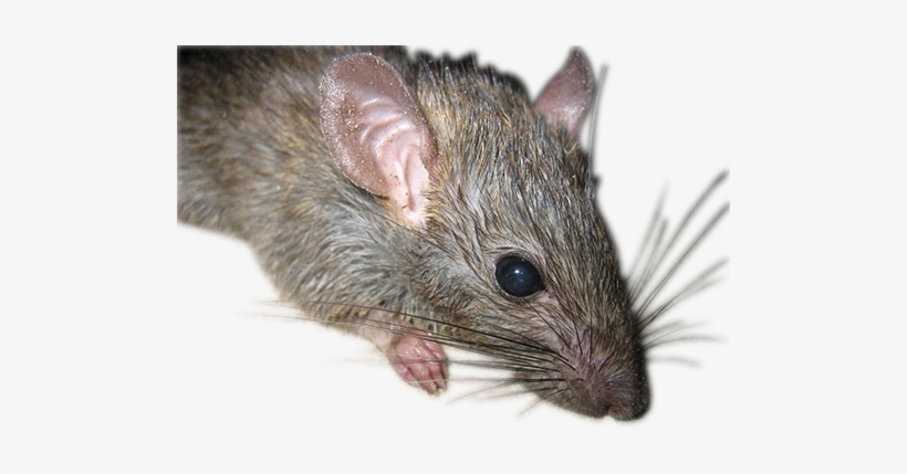 How To Catch A Rat - Rats, transparent png download