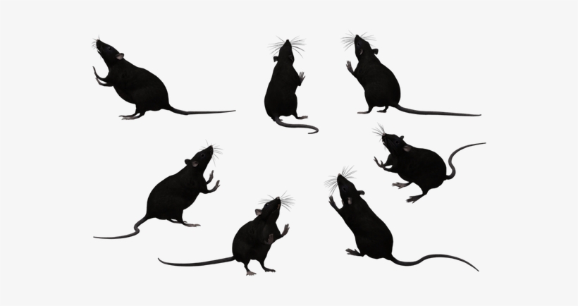 And The Only Culprit During This Rainy Season, Living - Rats Black And White, transparent png download