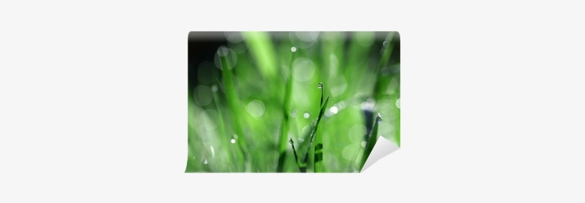 Rain, transparent png download