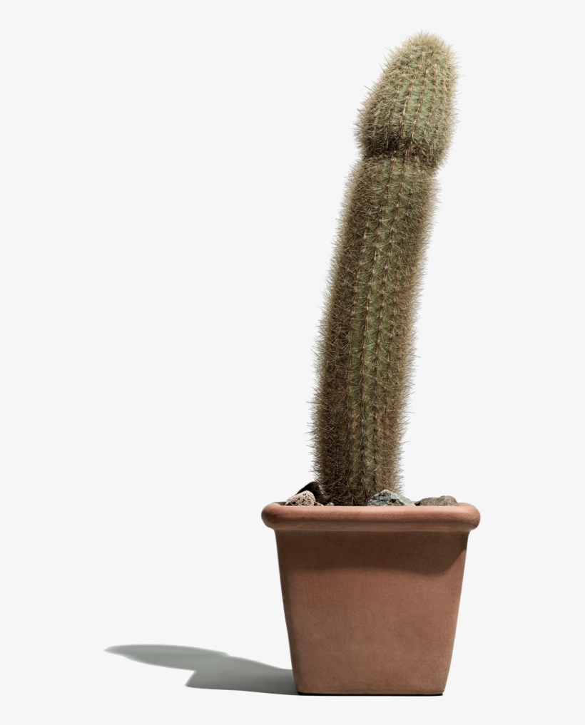 Treat Erectile Dysfunction - Cactus Sex, transparent png download