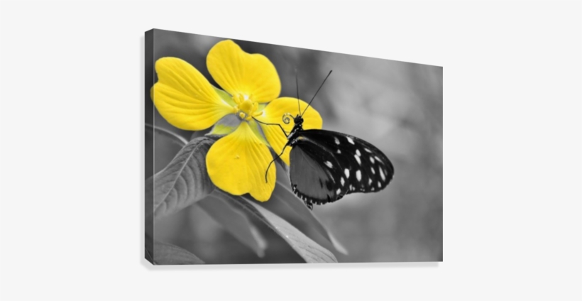 Butterfly Kiss On Yellow Splash Flower Canvas Print - Nao Havera Borboletas Sem, transparent png download