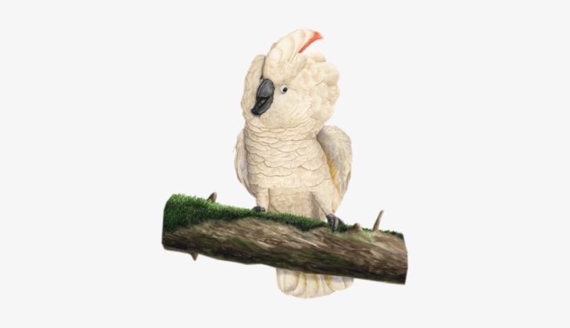 Happy-cockatoo - Cockatoo Png, transparent png download