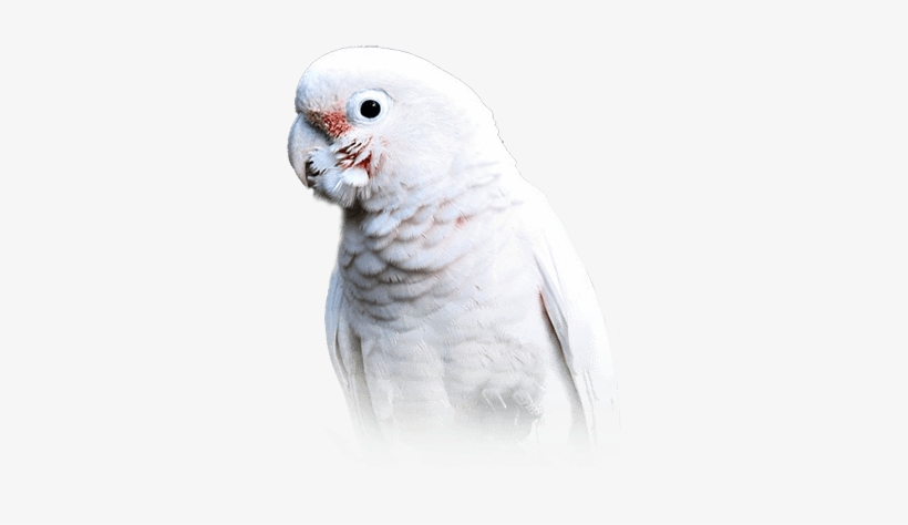 Goffin's Cockatoo - Goffin Cockatoo, transparent png download