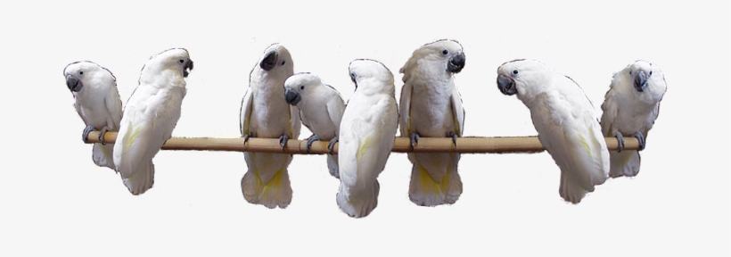 Above We Have A Group Of Young Umbrella Cockatoos - Sulphur-crested Cockatoo, transparent png download