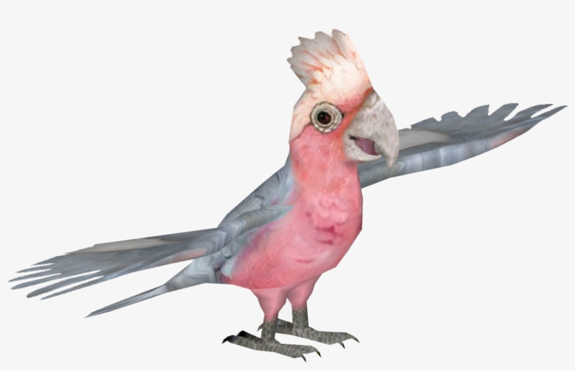 Galah Cockatoo 2 - Cockatoo, transparent png download
