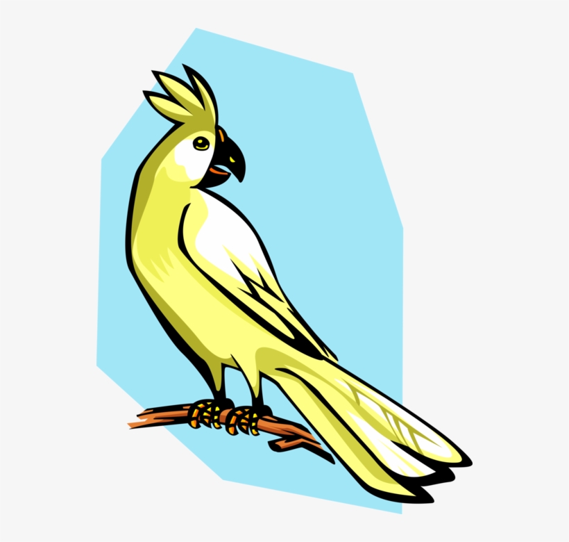 Vector Illustration Of Cockatoo Parrot Bird - Cockatiel, transparent png download