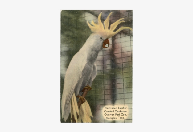 Australian Sulphur Crested Cockatoo Overton Park Zoo - Overton Park, transparent png download
