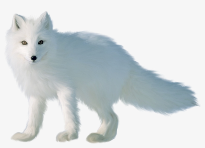 Arctic Fox Transparent Images - Fox, transparent png download