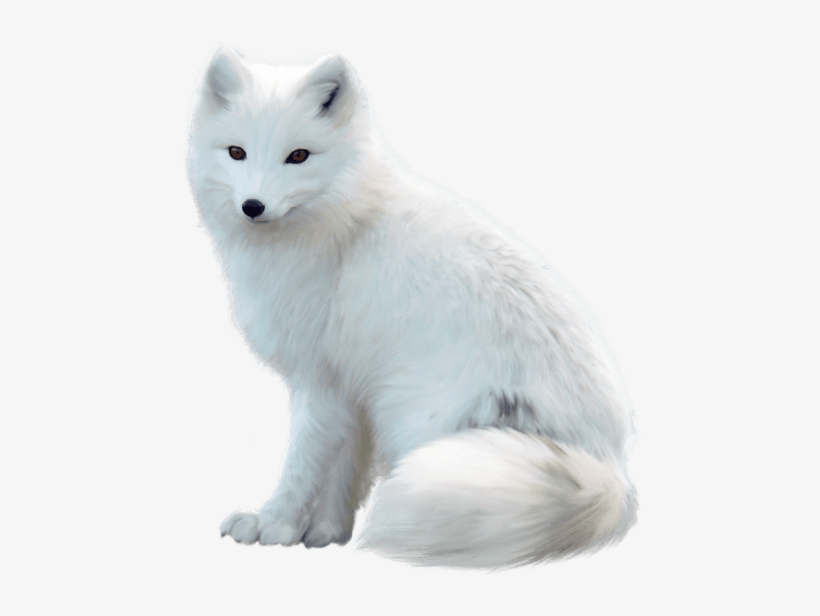 Free Png Fox Png Images Transparent - Arctic Fox Png, transparent png download