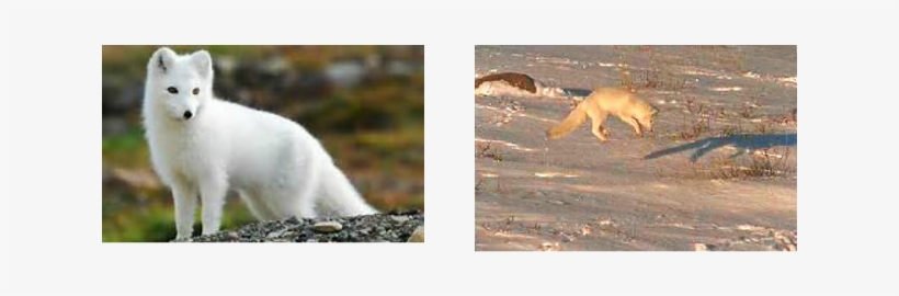 The Arctic Fox Live In Alaska, Canada, Greenland, Russia, - Best In Wildlife Photography 2012, transparent png download