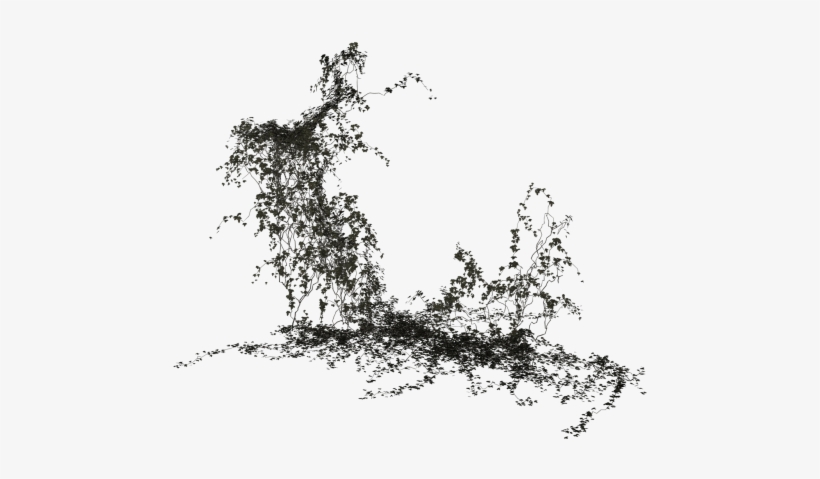 Leaf,common - Плющ Пнг, transparent png download