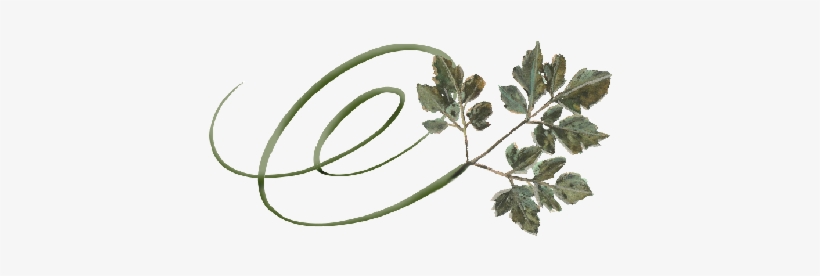 Spring Flowers, Autumn Leaves, Grapes Swirly Honey - Honey Locust, transparent png download