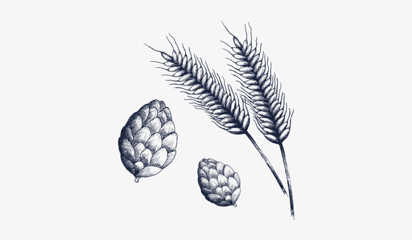 Ingredients Sketch - Amsterdam Beer - Ingredient Biere, transparent png download