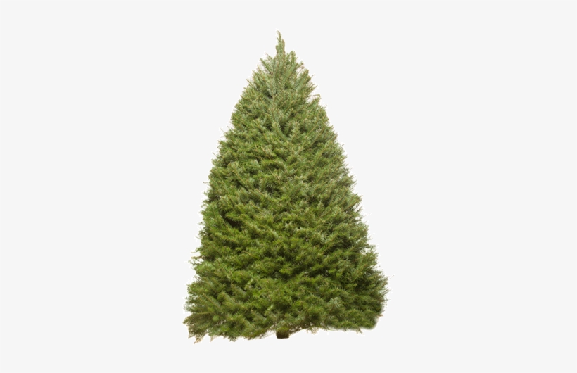 The Douglas Fir Is A Dark Shade Of Bluish Green, With - Christmas Tree Images Original, transparent png download