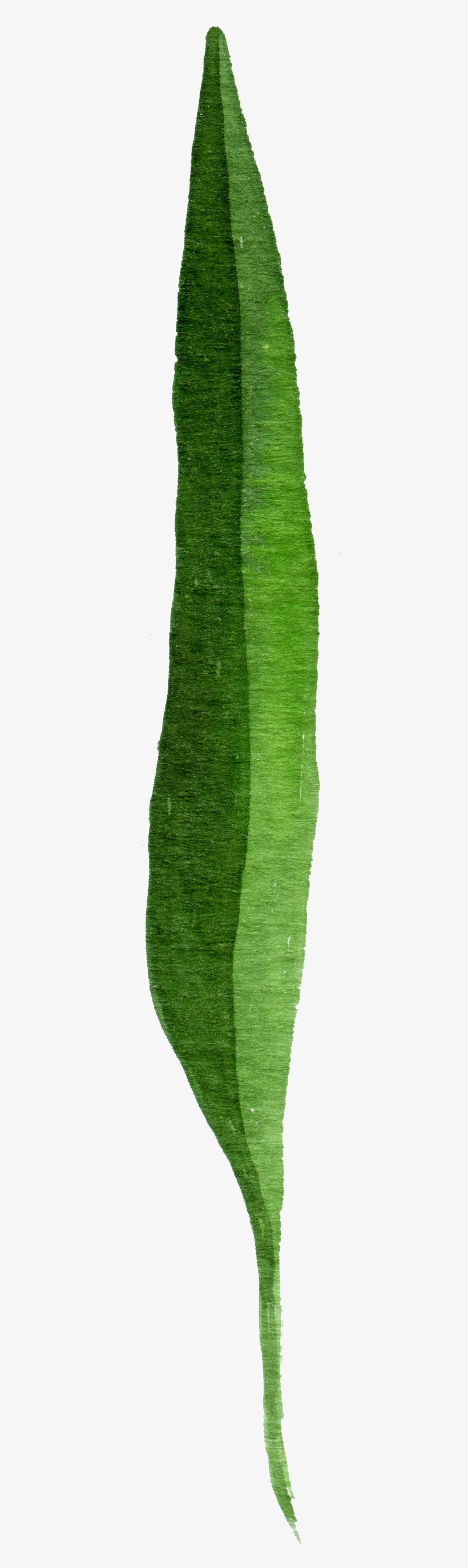 Dark Foliage Cartoon Transparent - Northern Catalpa, transparent png download