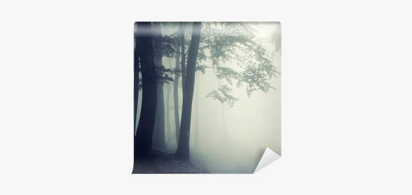Trees In Counter Light In A Dark Forest Vinyl Wall - Night Forest Mist, transparent png download