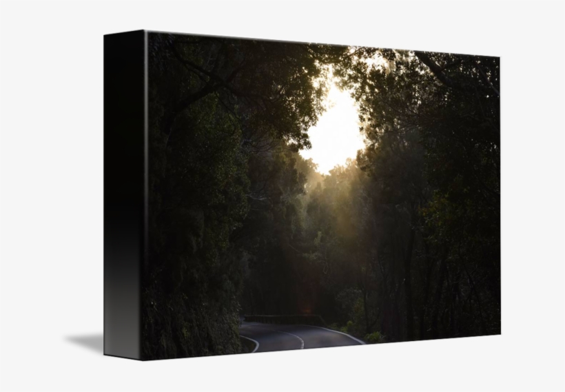 "dark Forest" By Marek Stepan, Malaga Spain - Sun, transparent png download