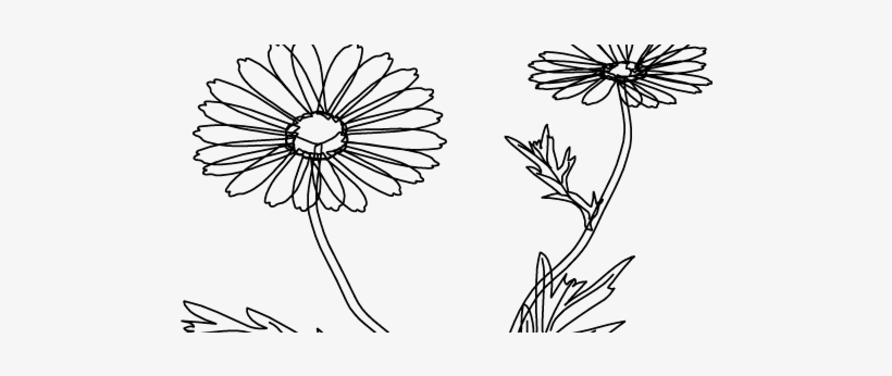 Stoke Flower Vector - Flower, transparent png download