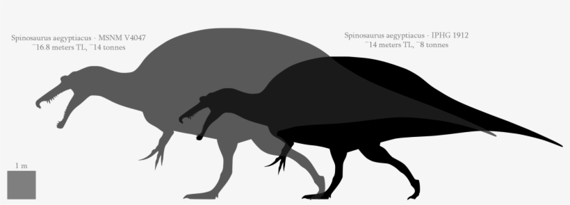 3hf4uoc ] - Spinosaurus Size Comparison, transparent png download