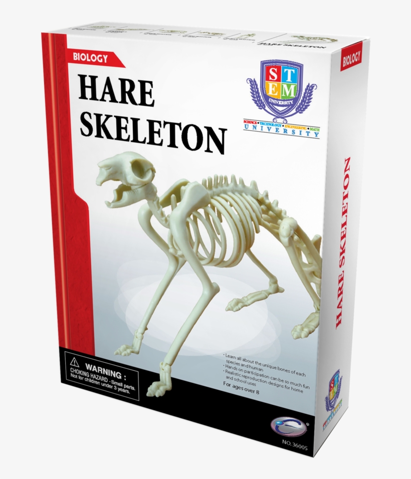 Skeleton, transparent png download