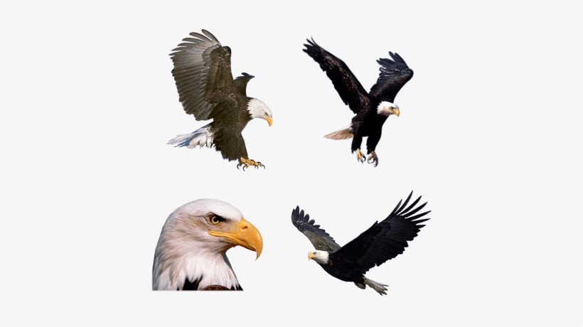 Descargar Gratis Aves Png Transparente - Flying Eagle Png, transparent png download