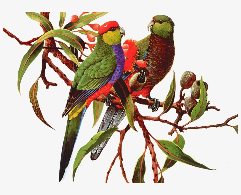 Aves Png - Gravel Dekoratif Baskılı Kırlent - A50226, transparent png download