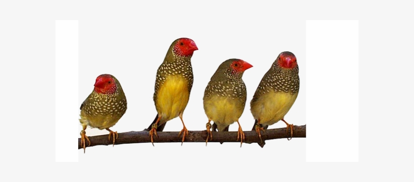 La Pajarera Viene Incluida Con Los Comederos/bebederos - Star Finch, transparent png download