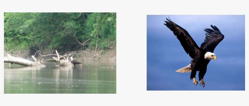 Picture - Flying Eagle, transparent png download