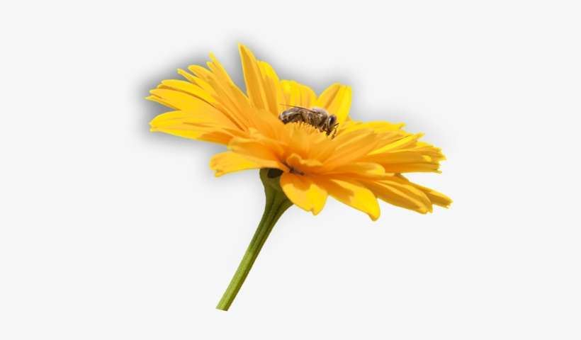 Flower - Flower And Bee Png, transparent png download