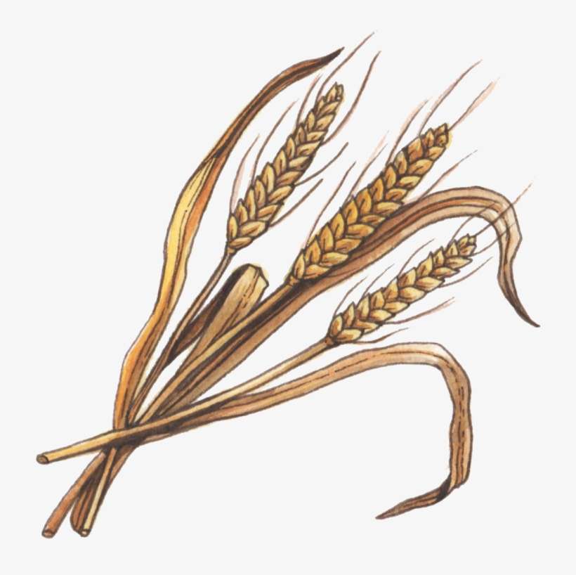 Common Names - Memorial Sloan Kettering Cancer Center, transparent png download