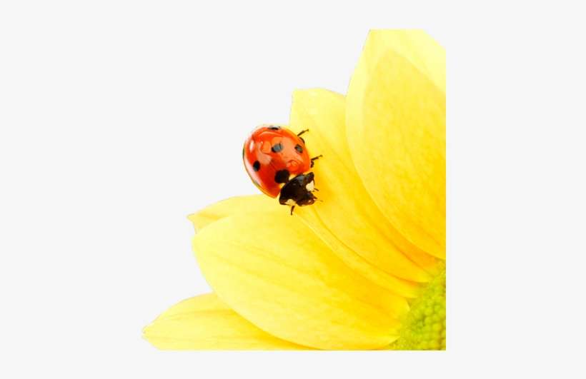 Pollen Desensitization - Allergen Immunotherapy, transparent png download