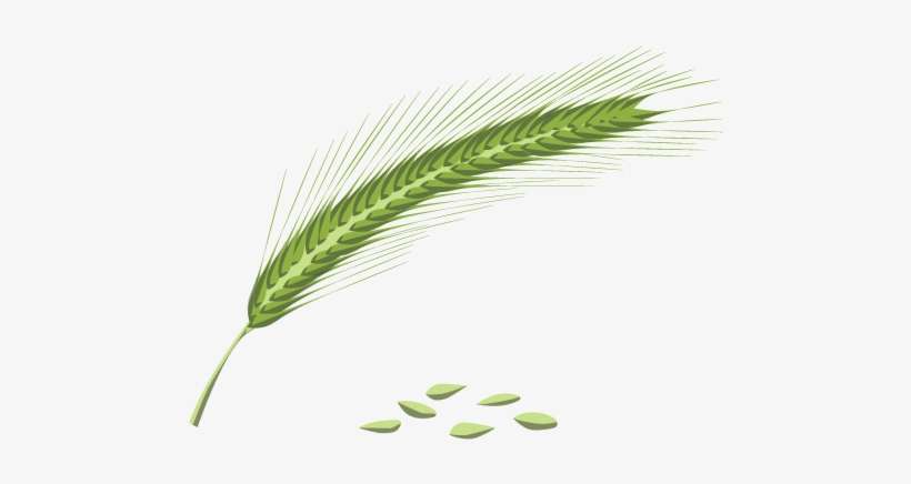 Rye Flower Pollen, transparent png download