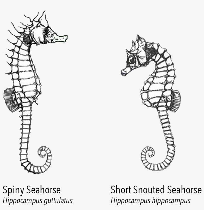 Seahorse Chart - Northern Seahorse, transparent png download