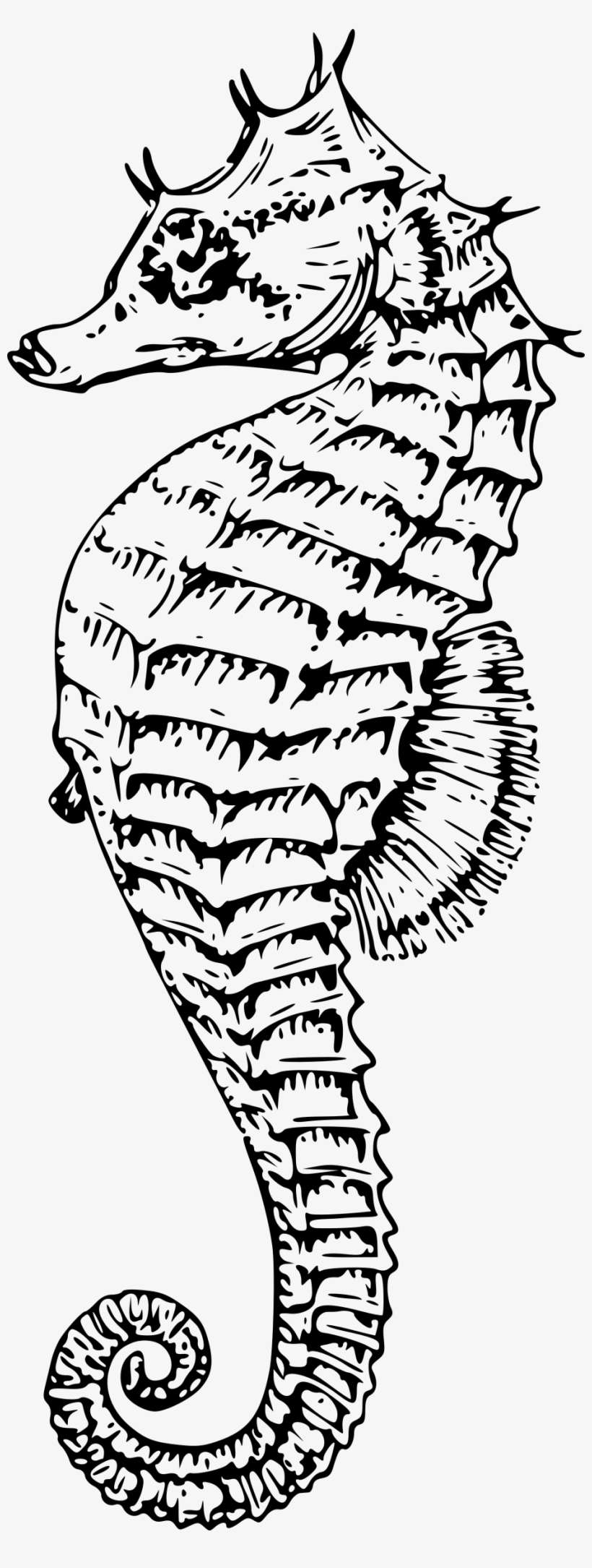 Big Image - Sea Horse Vector Png, transparent png download