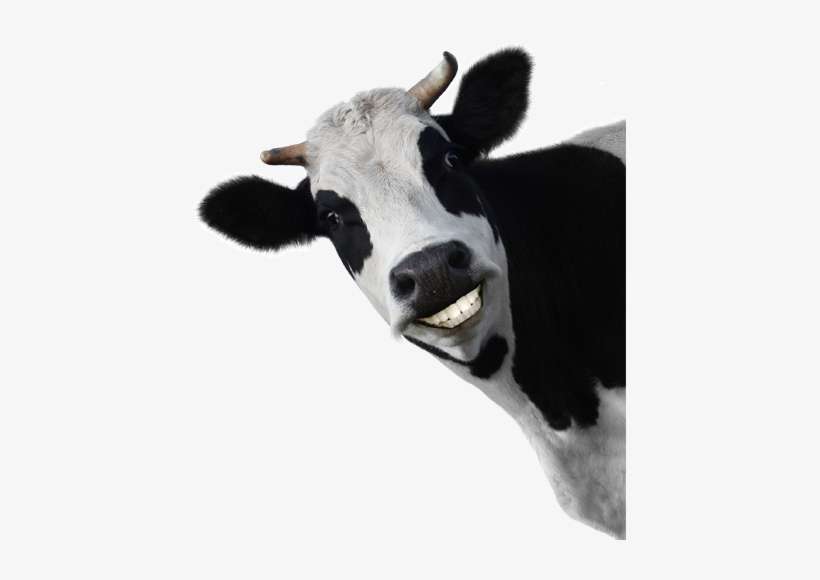 Cow Face Png Download - Cows Don't Stay Milked, transparent png download
