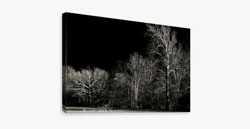 Foggy Day Canvas Print - Birch, transparent png download