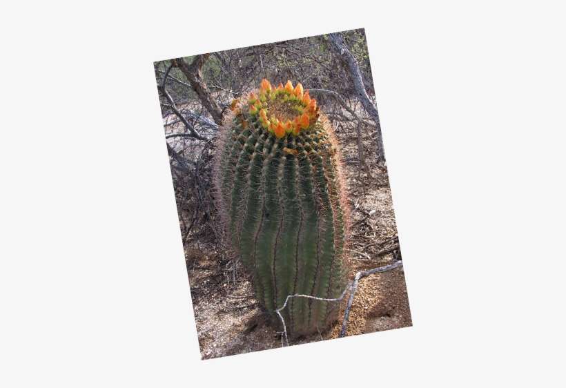 From The Mighty To The Humble, We Have An Amazing Array - Hedgehog Cactus, transparent png download