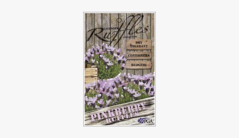 Find A Supplier - Pansy, transparent png download